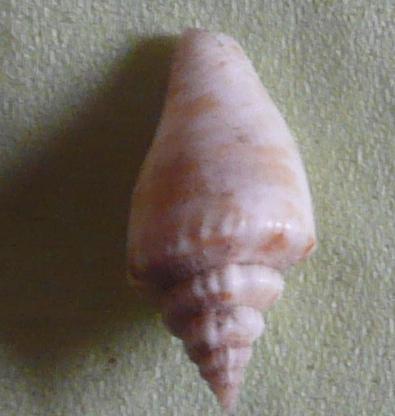 Ligia beach, mer �g�e.